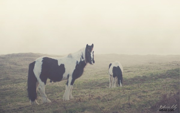 Film vs. Digital Photography: A Pro Wedding Shooter s Honest Comparison