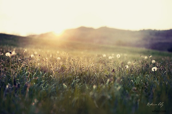 Film vs. Digital Photography: A Pro Wedding Shooter s Honest Comparison