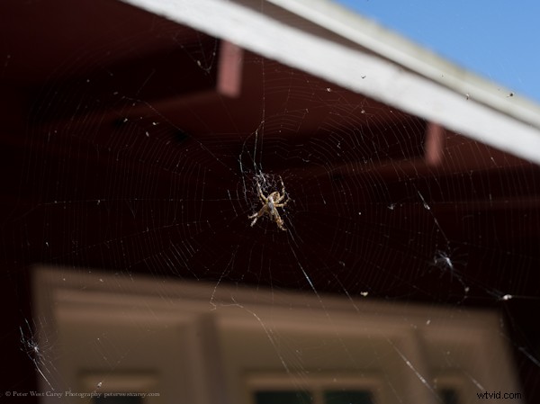 Side-by-Side High-Res Samples: Two 40+ Megapixel Cameras Compared