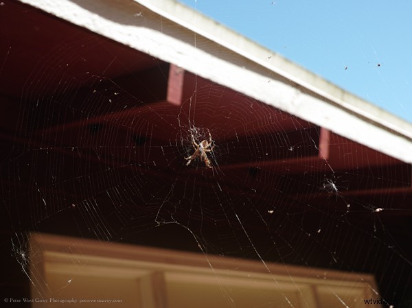 Side-by-Side High-Res Samples: Two 40+ Megapixel Cameras Compared