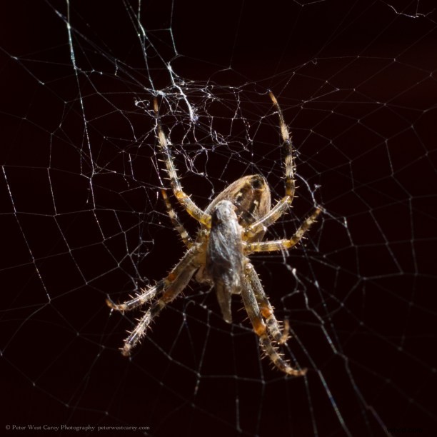 Side-by-Side High-Res Samples: Two 40+ Megapixel Cameras Compared