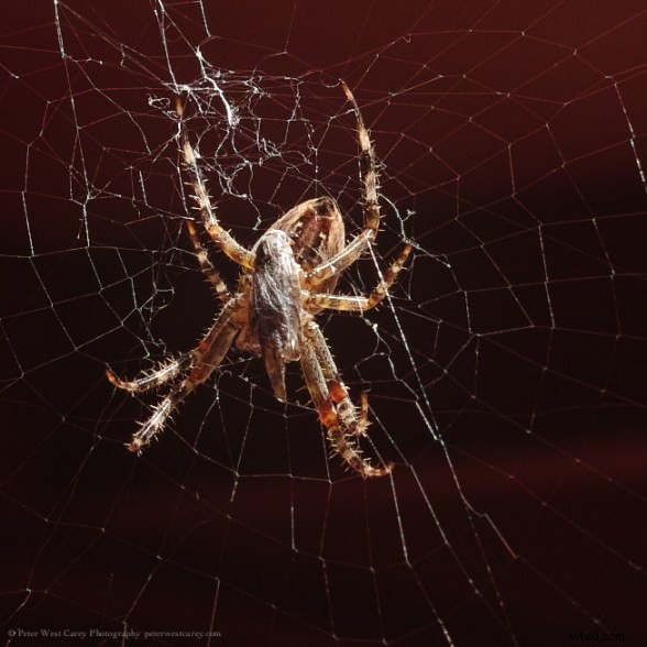 Side-by-Side High-Res Samples: Two 40+ Megapixel Cameras Compared