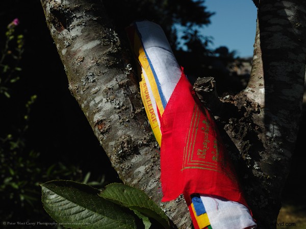 Side-by-Side High-Res Samples: Two 40+ Megapixel Cameras Compared