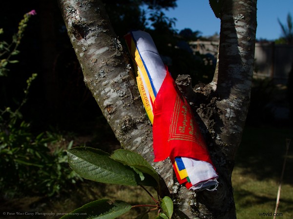 Side-by-Side High-Res Samples: Two 40+ Megapixel Cameras Compared