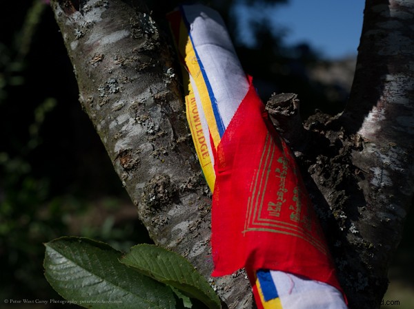 Side-by-Side High-Res Samples: Two 40+ Megapixel Cameras Compared