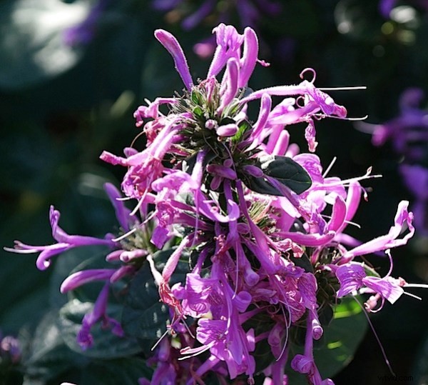 Samsung NX300 Mirrorless Camera Review: Expert Performance Analysis