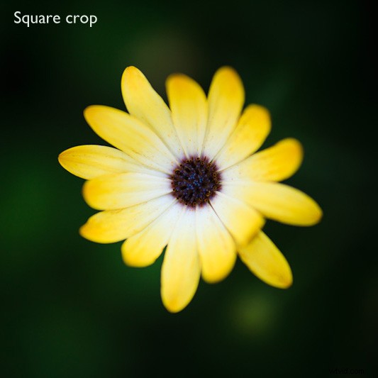 The Timeless Allure of Square Format Photography
