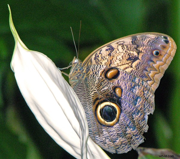 From Snapshots to Stunning Shots: A Beginner s Year of Photography Lessons