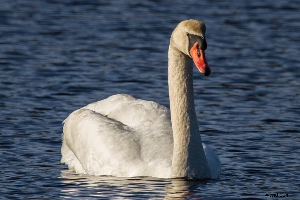 Tamron SP 150-600mm f/5-6.3 Di VC USD Lens Review: Performance, Features & Verdict