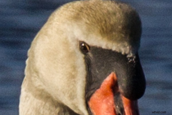 Tamron SP 150-600mm f/5-6.3 Di VC USD Lens Review: Performance, Features & Verdict