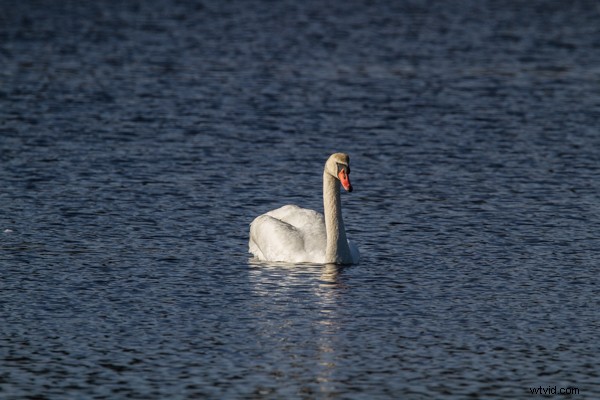Tamron SP 150-600mm f/5-6.3 Di VC USD Lens Review: Performance, Features & Verdict
