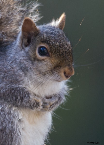 Tamron SP 150-600mm f/5-6.3 Di VC USD Lens Review: Performance, Features & Verdict