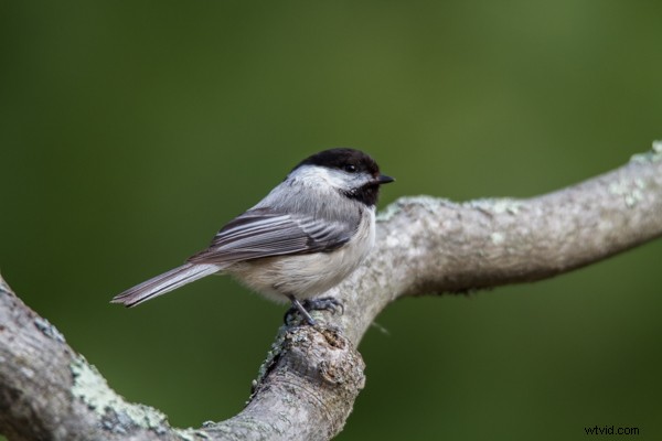 Tamron SP 150-600mm f/5-6.3 Di VC USD Lens Review: Performance, Features & Verdict