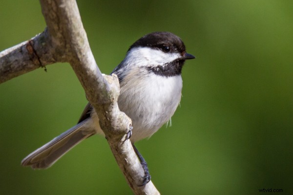 Tamron SP 150-600mm f/5-6.3 Di VC USD Lens Review: Performance, Features & Verdict