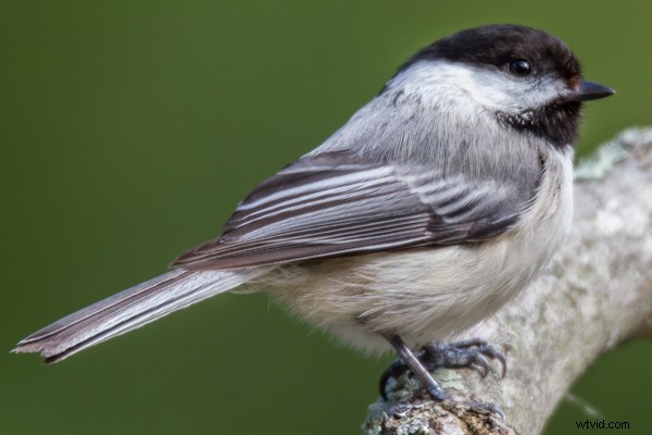 Tamron SP 150-600mm f/5-6.3 Di VC USD Lens Review: Performance, Features & Verdict