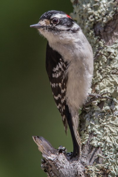 Tamron SP 150-600mm f/5-6.3 Di VC USD Lens Review: Performance, Features & Verdict