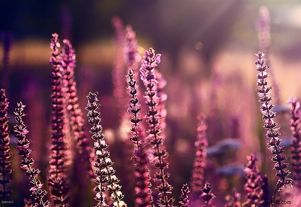 39 Stunning Colorful Sunset Photos from Nicaragua s Beaches