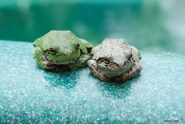 Master Self-Reflection: Elevate Your Photography from Good to WOW