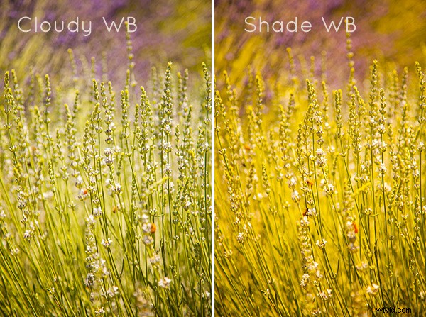 Master White Balance: Essential Guide for Perfect Colors in JPG Photography