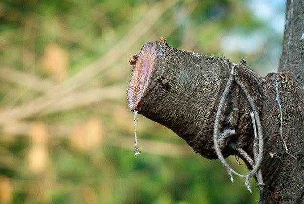 RAW vs. JPEG: Why Shooting in RAW Delivers Superior Photo Quality