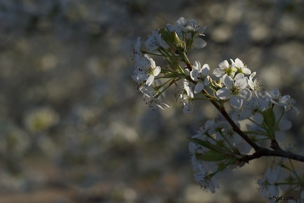 RAW vs. JPEG: Why Shooting in RAW Delivers Superior Photo Quality