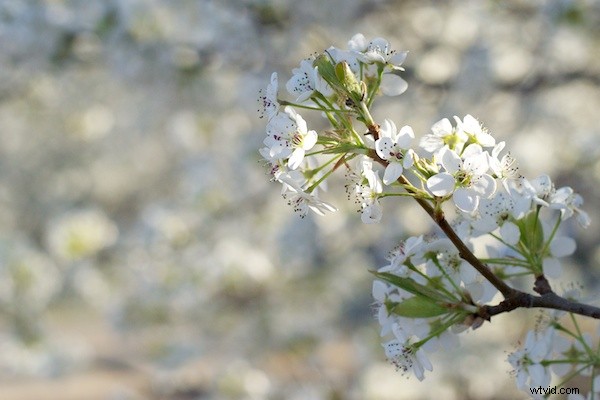 RAW vs. JPEG: Why Shooting in RAW Delivers Superior Photo Quality