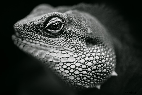 Master Black and White Photography: Train Your Eye to See in Monochrome