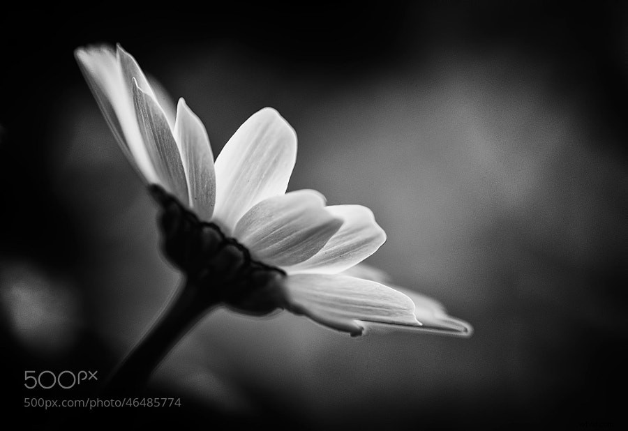 Stunning Black and White Photography: A Powerful Collection of Timeless Images