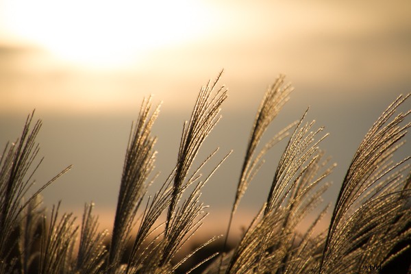 Tamron 16-300mm f/3.5-6.3 Di II VC PZD MACRO Lens Review: Versatile Superzoom Tested