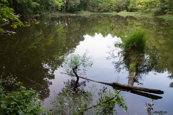 Tamron 16-300mm f/3.5-6.3 Di II VC PZD MACRO Lens Review: Versatile Superzoom Tested