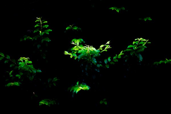 Tamron 16-300mm f/3.5-6.3 Di II VC PZD MACRO Lens Review: Versatile Superzoom Tested