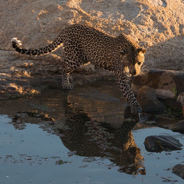 5 Essential Beginner Tips for Capturing Stunning Wildlife Photos in the Wild