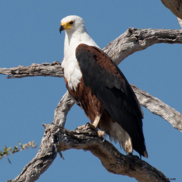 5 Essential Beginner Tips for Capturing Stunning Wildlife Photos in the Wild