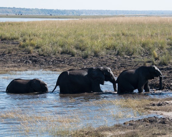 5 Essential Beginner Tips for Capturing Stunning Wildlife Photos in the Wild
