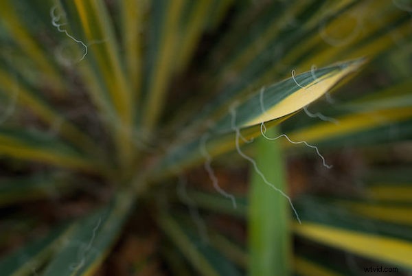 Why the 50mm f/1.8 is My Go-To Lens: Versatile Excellence for Every Shoot