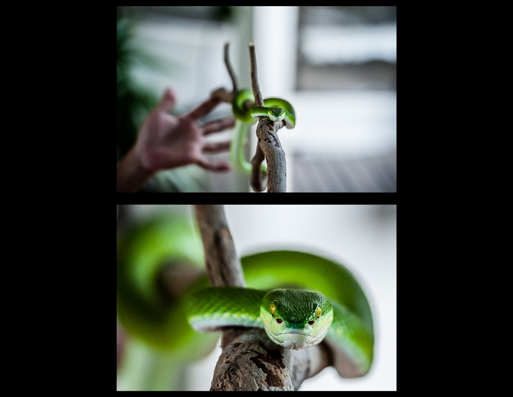 Master Post-Shoot Composition: Cropping for Maximum Impact in Lightroom