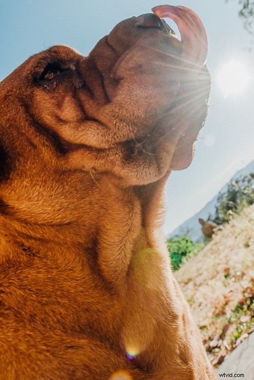 Master Post-Shoot Composition: Cropping for Maximum Impact in Lightroom