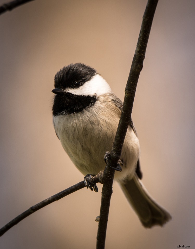 Why  Photoshop  Isn t a Bad Word: Defending Essential Image Editing