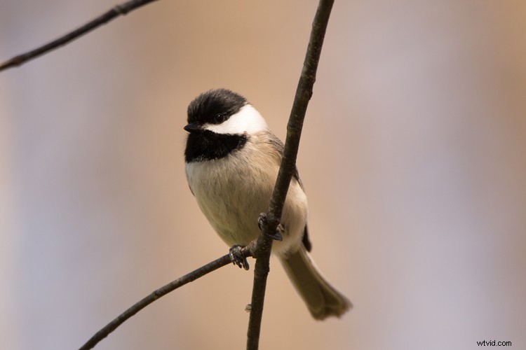 Why  Photoshop  Isn t a Bad Word: Defending Essential Image Editing