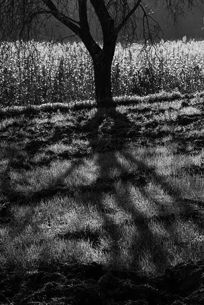 Why the Sigma 24-105mm f/4 Art Lens is My Top Photography Pick