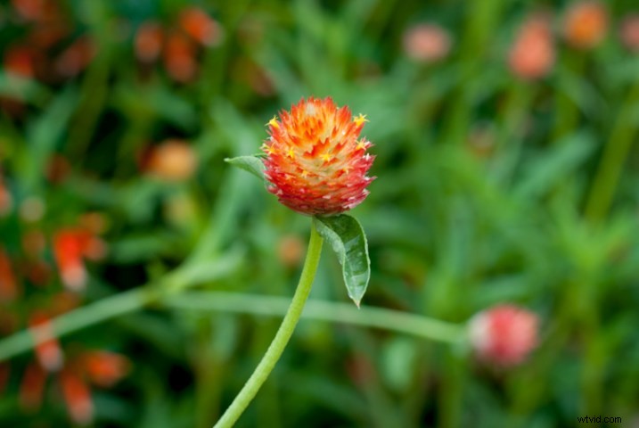 3 Expert Tips for Capturing Stunning Flower Photos