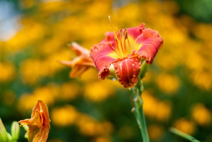 3 Expert Tips for Capturing Stunning Flower Photos
