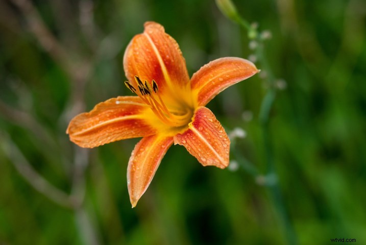 3 Expert Tips for Capturing Stunning Flower Photos
