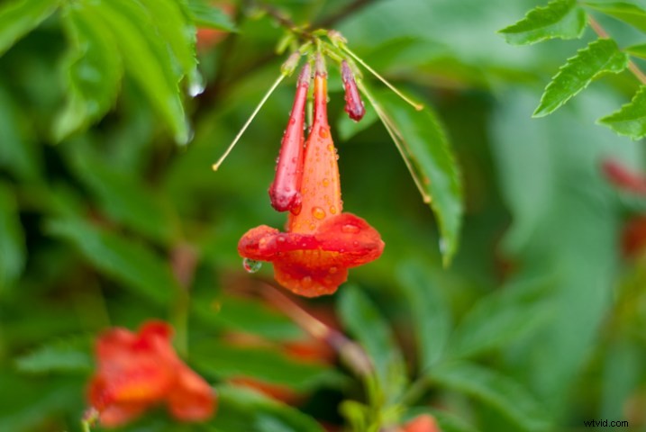 3 Expert Tips for Capturing Stunning Flower Photos