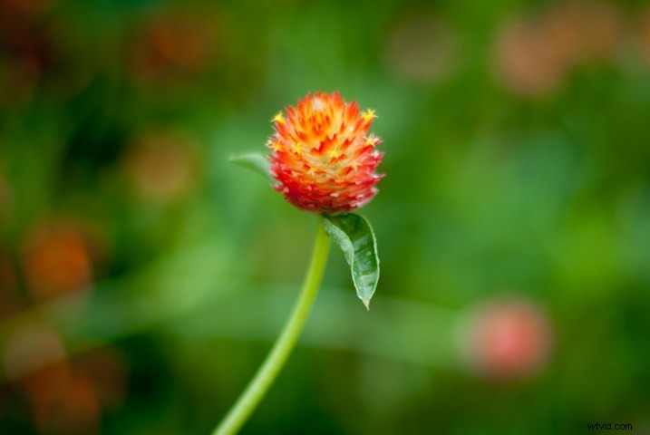 3 Expert Tips for Capturing Stunning Flower Photos