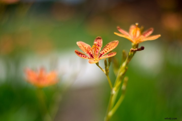 3 Expert Tips for Capturing Stunning Flower Photos