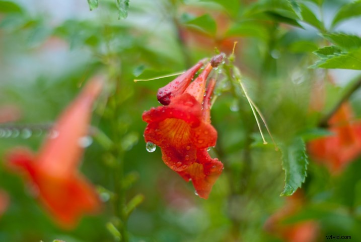 3 Expert Tips for Capturing Stunning Flower Photos