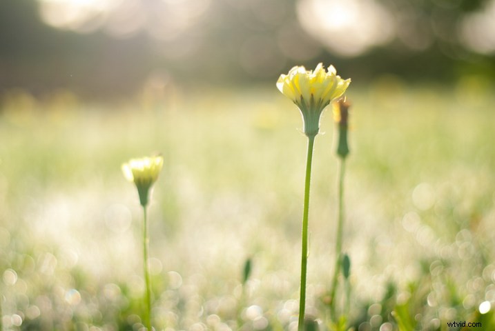 3 Expert Tips for Capturing Stunning Flower Photos