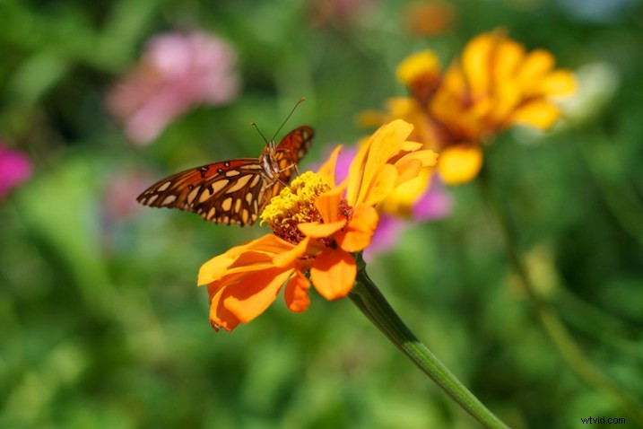 3 Expert Tips for Capturing Stunning Flower Photos