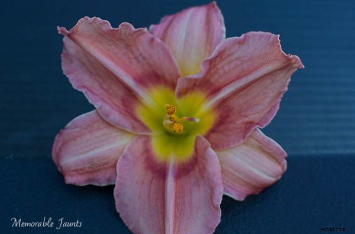 6 Expert Tips for a Successful 365-Day Photography Project